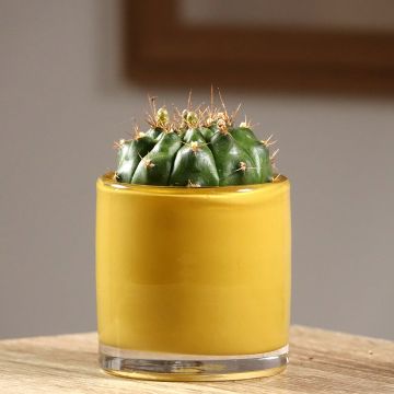 Gymnocalycium baldianum - Spincactus