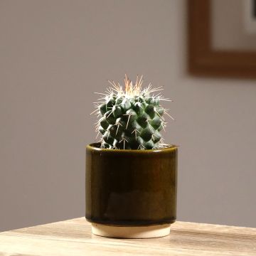 Mammillaria baxteriana - Tepelcactus