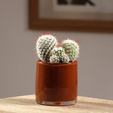 Mammillaria bombycina - Tepelcactus
