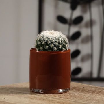 Mammillaria candida - Tepelcactus