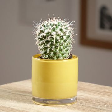 Mammillaria compressa - Tepelcactus