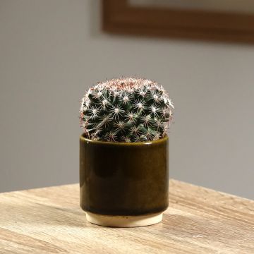 Mammillaria heyderi - Tepelcactus