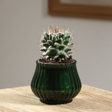Mammillaria nejapensis Silver Arrows - Tepelcactus