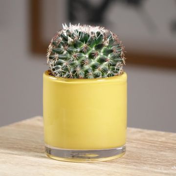 Mammillaria pringlei - Tepelcactus