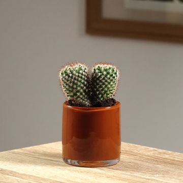 Mammillaria spinosissima f. rubrispina - Tepelcactus
