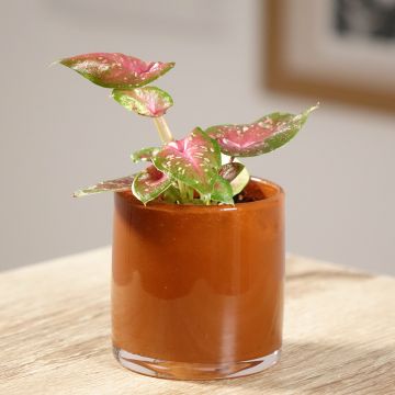 Caladium Casey - Hart van Jezus