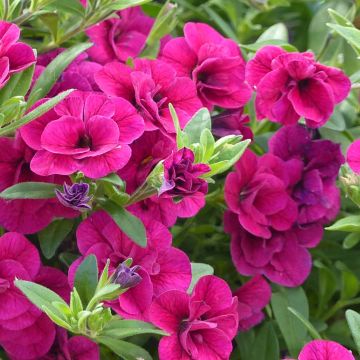 Calibrachoa Can-Can Rosies Pink - Mini petunia
