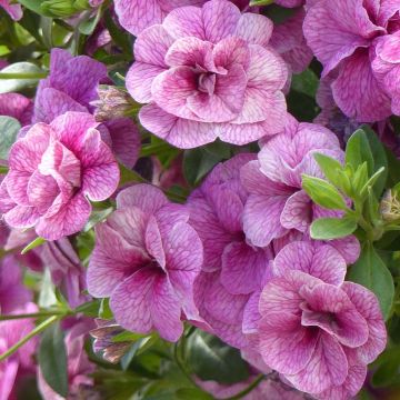 Calibrachoa Can-Can Rosies Pink Vein - Mini petunia