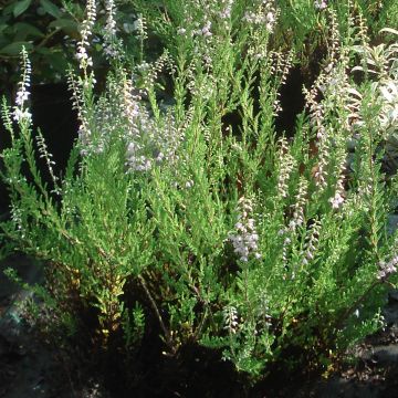 Calluna vulgaris Spring Torch - Zomerheide