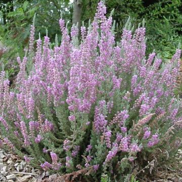 Calluna vulgaris Silver Knight - Zomerheide