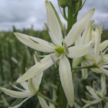 Camassia leichtlinii Sacajawea - Prairielelie