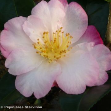 Camellia sasanqua Fukusutsumi - Herfstcamelia
