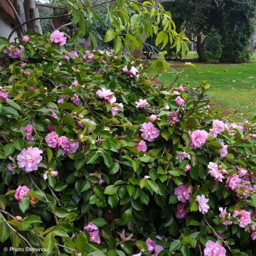 Camellia sasanqua Waterfall Pink - Herfstcamelia