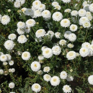 Chamaemelum nobile Ligulosum - Roomse kamille