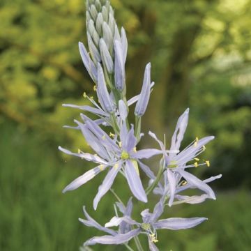 Camassia cusickii - Prairielelie