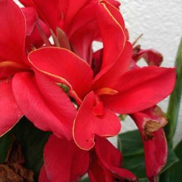 Canna Brillant - Indisch bloemriet