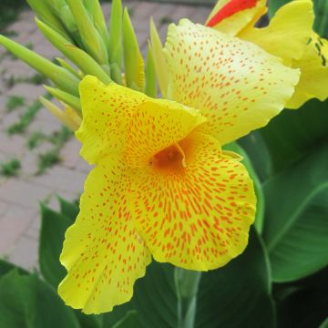 Canna En avant - Indisch bloemriet