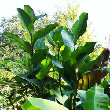 Canna musaefolia - Bananencanna