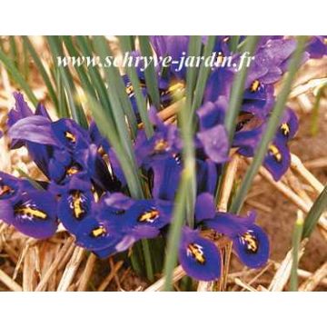 Iris réticulata Cantab*