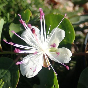 Capparis spinosa Inermis - Kappertjesstruik