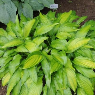 Hosta Spritzer - Hartlelie