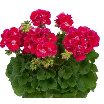 Pelargonium Flower Fairy Red Splash - Zonale geranium