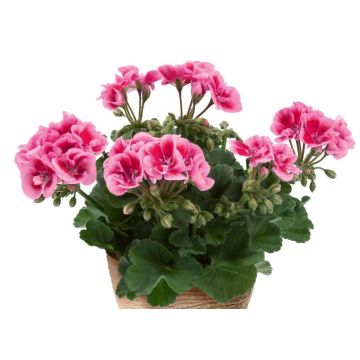 Pelargonium Flowerfairy Fairy Pink - Zonale geranium