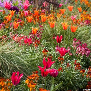 Harmonie Carnaval van Rio