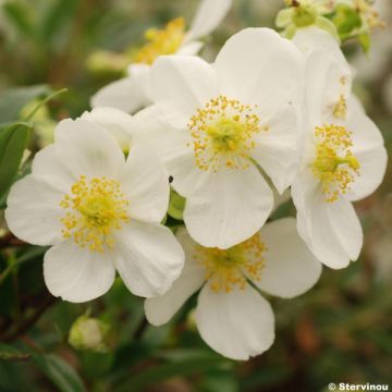 Carpenteria californica - Californische bosjasmijn