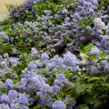 Ceanothus pallidus Marie Blue Minmari - Amerikaanse sering