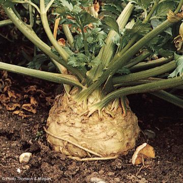 Knolselderij Monarch