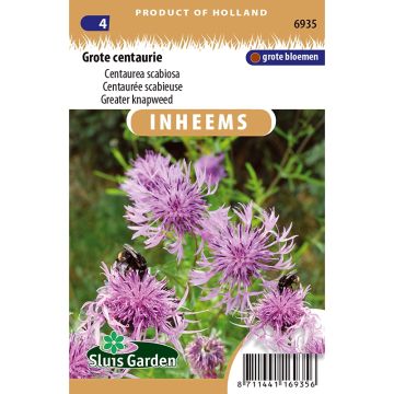 Centaurea scabiosa (zaad) - Grote centaurie