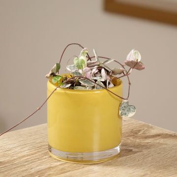 Ceropegia woodii Variegata - Chinees lantaarnplantje