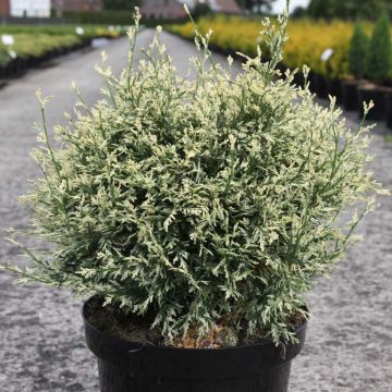 Chamaecyparis lawsoniana Pearly Swirls - Californische cipres