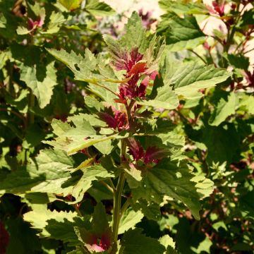 Boomspinazie BIO Ferme de Sainte Marthe - Chenopodium giganteum