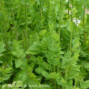 Suikerwortel BIO - Ferme de Sainte Marthe