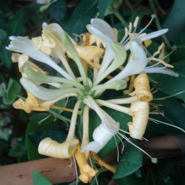 Lonicera periclymenum Scentsation - Wilde kamperfoelie