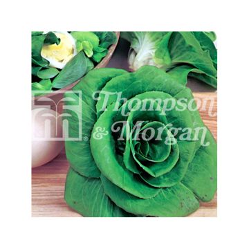 Groenlof Grumolo Verde