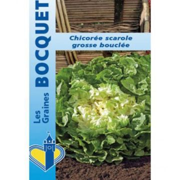 Andijvie Grosse Bouclée