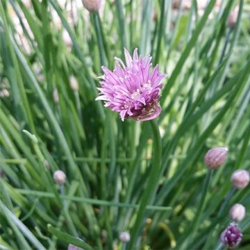 Bieslook BIO - Allium schoenoprasum