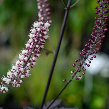 Actaea simplex Carbonella - Zilverkaars