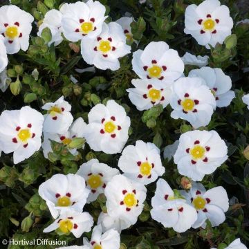 Cistus lusitanicus Decumbens - Rotsroos