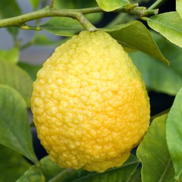 Sukadecitroen - Citrus medica Maxima