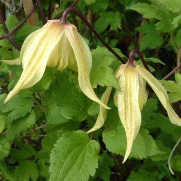 Clematis Love Child - Kleinbloemige clematis