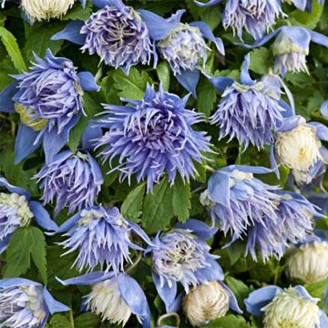 Clematis alpina Ocean Pearl - Alpenbosrank