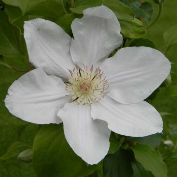 Clematis Chantilly - Grootbloemige clematis