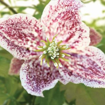 Clematis cirrhosa Freckles - Groenblijvende bosrank