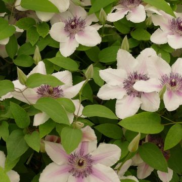 Clematis Countess of Wessex - Grootbloemige clematis