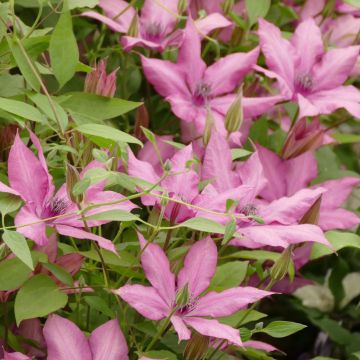 Clematis Giselle - Grootbloemige clematis
