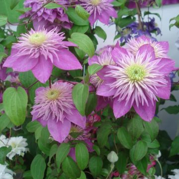 Clematis Kaiser - Grootbloemige clematis